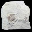 Bargain Kettneraspis Trilobite - Oklahoma #42855-1